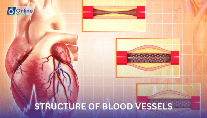 Lesson 07: Structure of Blood Vessels
